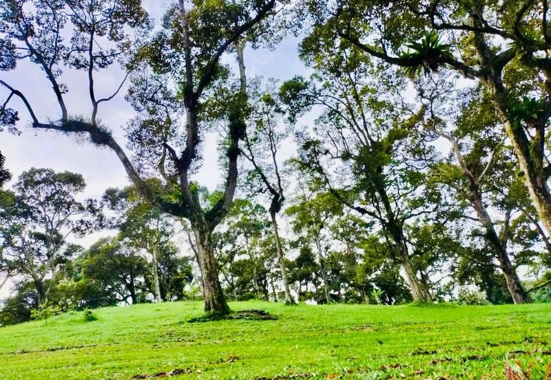 🔥 FOR SALE – DURIAN PLANTATION BATU PAHAT@ SENGGARANG – PONTIAN 🔥