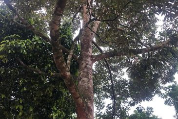 For Sale: Tanah cantik 2 ekar geran individu berserta sungai di Kg Jawa Sg Lui Hulu Langat. ( Berdekatan Laksa Buyung Klasik)