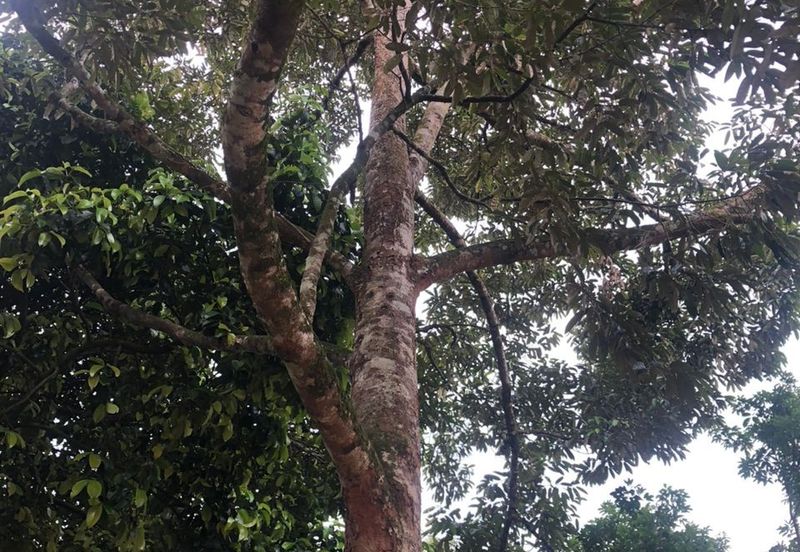 For Sale: Tanah cantik 2 ekar geran individu berserta sungai di Kg Jawa Sg Lui Hulu Langat. ( Berdekatan Laksa Buyung Klasik)