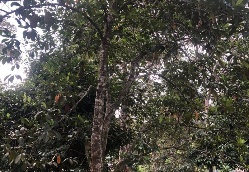 For Sale: Tanah cantik 2 ekar geran individu berserta sungai di Kg Jawa Sg Lui Hulu Langat. ( Berdekatan Laksa Buyung Klasik)