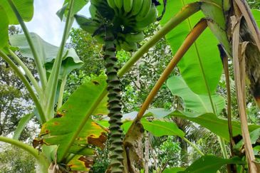 For sale :Tanah cantik 25 Ekar, Freehold dan geran individu di Sungai Tuntung, Hulu Langat Selangor. (Berdekatan D' Haslam)