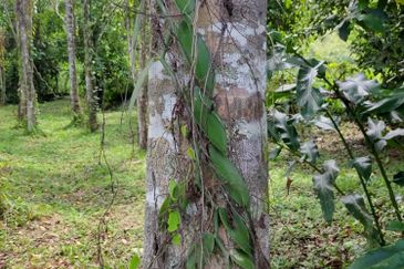 For sale :Tanah cantik 25 Ekar, Freehold dan geran individu di Sungai Tuntung, Hulu Langat Selangor. (Berdekatan D' Haslam)