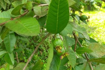 For sale :Tanah cantik 25 Ekar, Freehold dan geran individu di Sungai Tuntung, Hulu Langat Selangor. (Berdekatan D' Haslam)