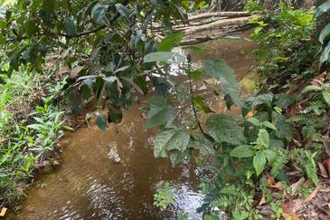 For sale :Tanah cantik 25 Ekar, Freehold dan geran individu di Sungai Tuntung, Hulu Langat Selangor. (Berdekatan D' Haslam)