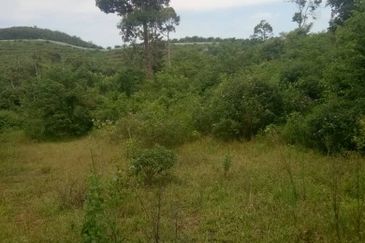 For Sale: Tanah cantik 8 ekar, Freehold dan Geran Individu, Kg.Paku Lanjut, Lendu Alor Gajah. Melaka.