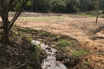 For Sale: Tanah cantik 8 ekar, Freehold dan Geran Individu, Kg.Paku Lanjut, Lendu Alor Gajah. Melaka.