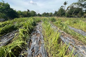 ✨ 1 Ekar Tanah + Rumah @ Kg. Pulau Meranti, Sepang! ✨ (Berdekatan Masjid Pulau Meranti)