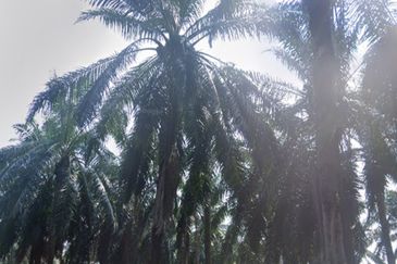 ✨ FOR SALE | Tanah 1.2 Ekar @ Bukit Kuching, Jeram, Kuala Selangor ✨