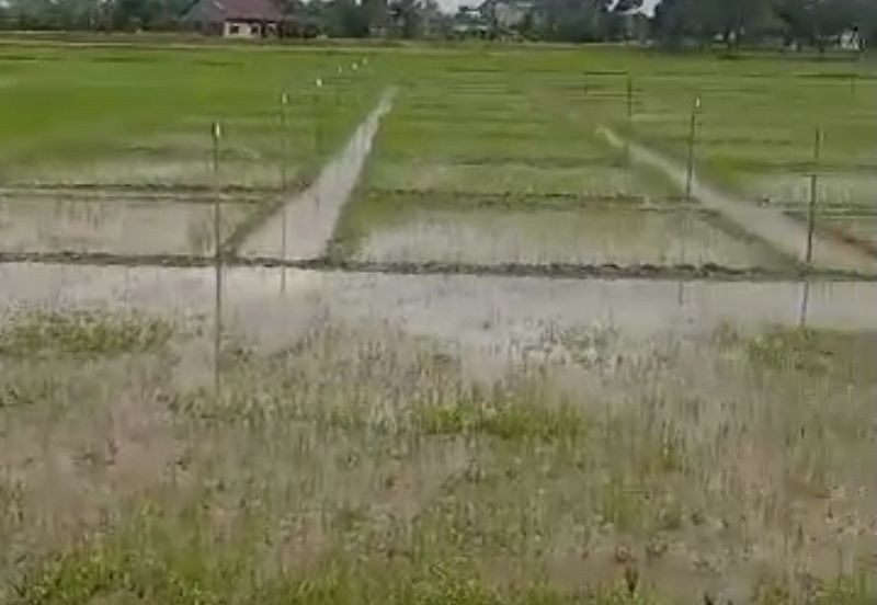 HMS002-TANAH 5 EKAR TEPI JALAN LAHAR KEPAH BUMBONG  LIMA DI KEPALA BATAS UNTUK DI JUAL