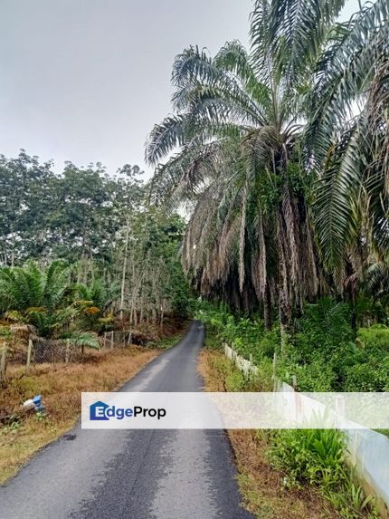 Palm oil land (Tanah kelapa sawit) for Sale at Lubok Kulit, Kuala Lipis Pahang, Pahang, Kuala Lipis