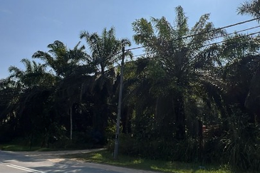 Kampung Sang Lee Agricultural Land 