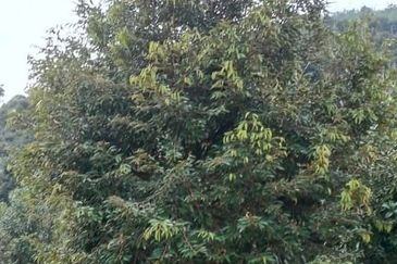 Freehold Musang King Farm Kuala Kangsar Perak For Sale *ONLY 300m From Main Road,Next Residential Area*