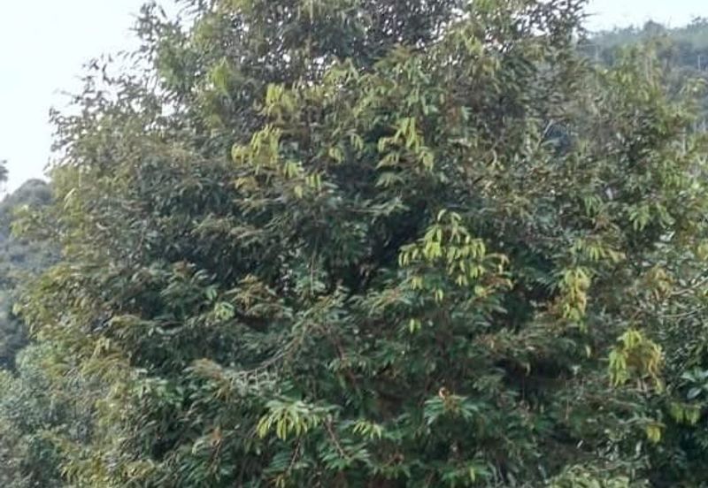 Freehold Musang King Farm Kuala Kangsar Perak For Sale *ONLY 300m From Main Road,Next Residential Area*