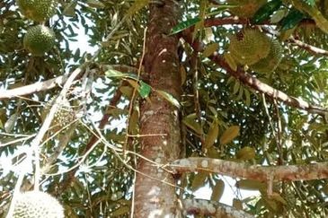 Freehold Musang King Farm Kuala Kangsar Perak For Sale *ONLY 300m From Main Road,Next Residential Area*