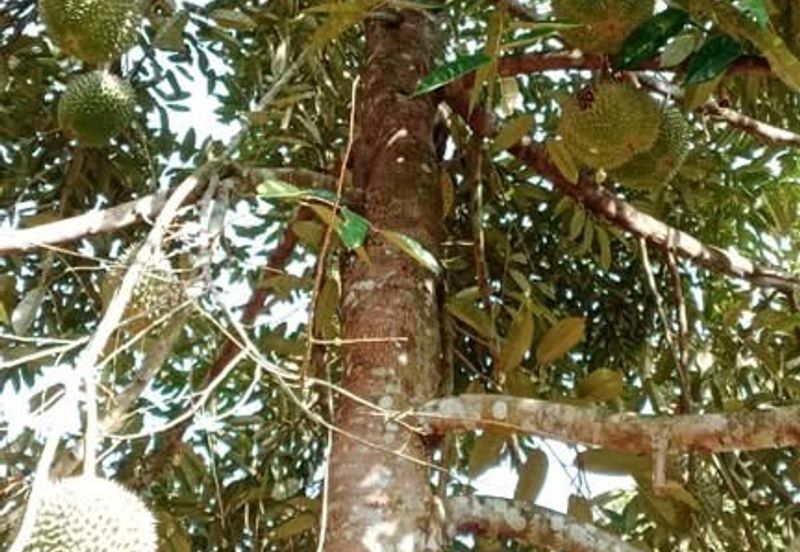 Freehold Musang King Farm Kuala Kangsar Perak For Sale *ONLY 300m From Main Road,Next Residential Area*