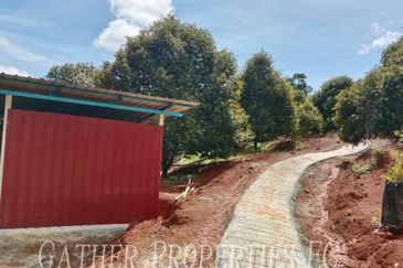 Freehold Musang King Farm Kuala Kangsar Perak For Sale *ONLY 300m From Main Road,Next Residential Area*