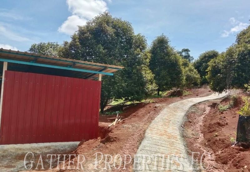 Freehold Musang King Farm Kuala Kangsar Perak For Sale *ONLY 300m From Main Road,Next Residential Area*
