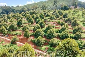 Freehold Musang King Farm Kuala Kangsar Perak For Sale *ONLY 300m From Main Road,Next Residential Area*