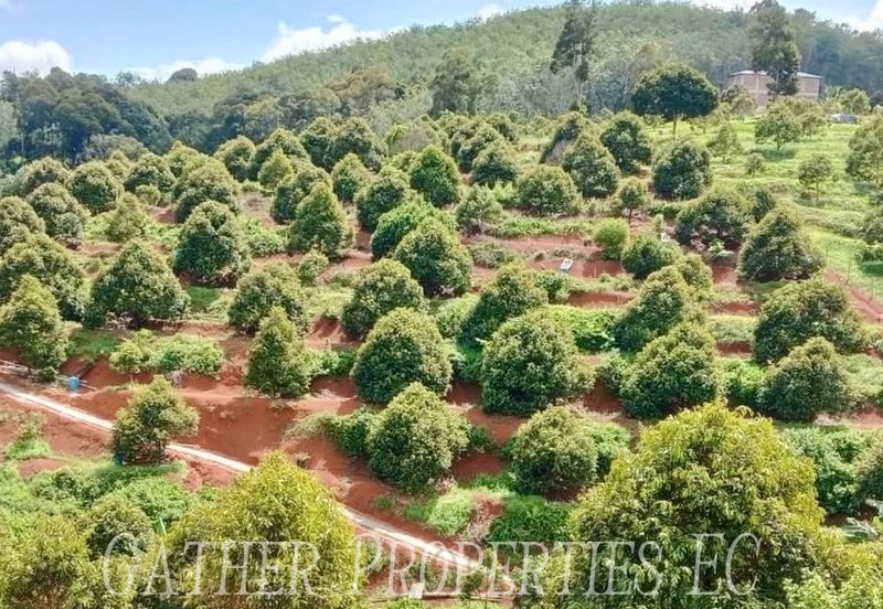 Freehold Musang King Farm Kuala Kangsar Perak For Sale *ONLY 300m From Main Road,Next Residential Area*