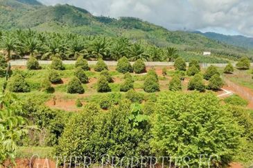 Freehold Musang King Farm Kuala Kangsar Perak For Sale *ONLY 300m From Main Road,Next Residential Area*