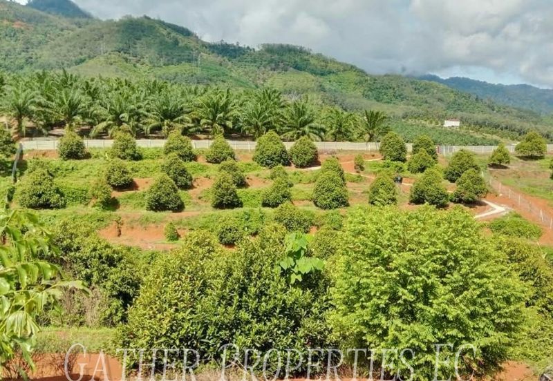 Freehold Musang King Farm Kuala Kangsar Perak For Sale *ONLY 300m From Main Road,Next Residential Area*