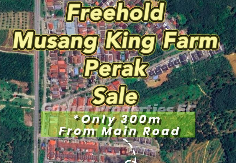 Freehold Musang King Farm Kuala Kangsar Perak For Sale *ONLY 300m From Main Road,Next Residential Area*
