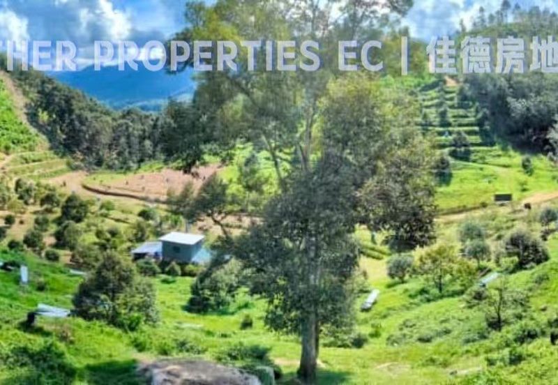 Lenggong Perak,Freehold 34Acres Agriculture Land,Tropical Fruit (musangking),For Sale/Invest