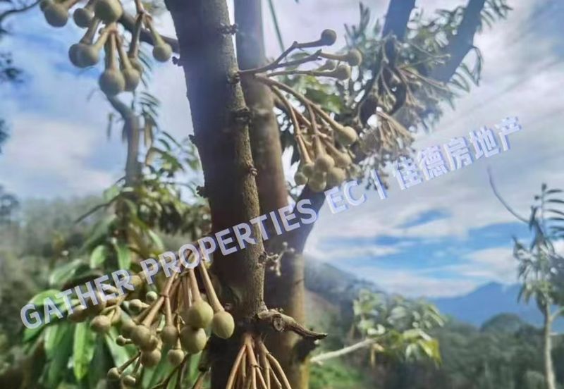 Lenggong Perak,Freehold 34Acres Agriculture Land,Tropical Fruit (musangking),For Sale/Invest