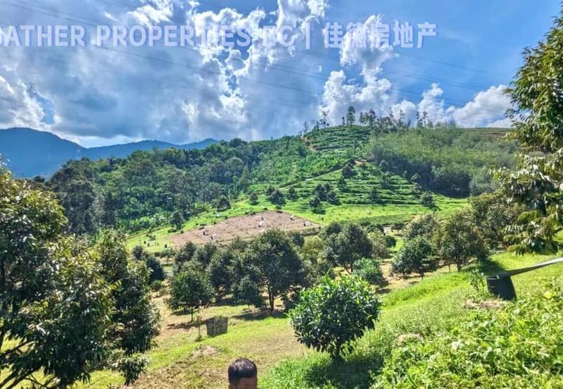 Lenggong Perak,Freehold 34Acres Agriculture Land,Tropical Fruit (musangking),For Sale/Invest