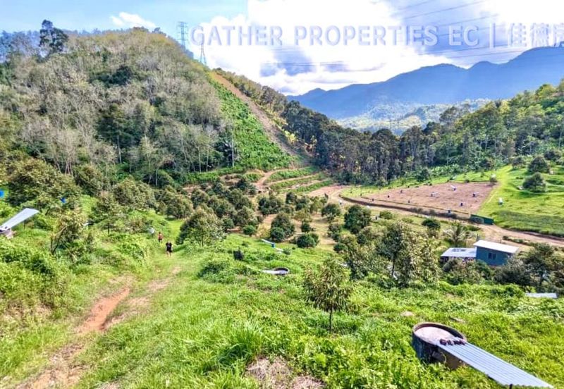 Lenggong Perak,Freehold 34Acres Agriculture Land,Tropical Fruit (musangking),For Sale/Invest