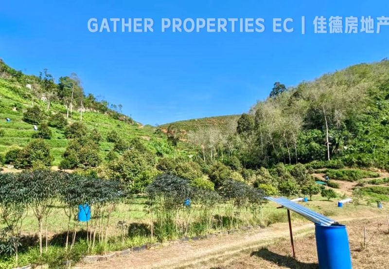 Lenggong Perak,Freehold 34Acres Agriculture Land,Tropical Fruit (musangking),For Sale/Invest