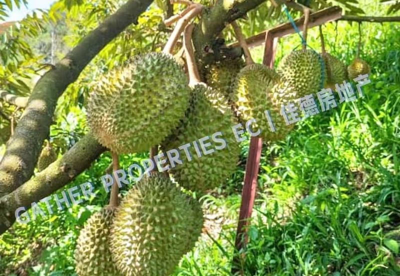 Lenggong Perak,Freehold 34Acres Agriculture Land,Tropical Fruit (musangking),For Sale/Invest