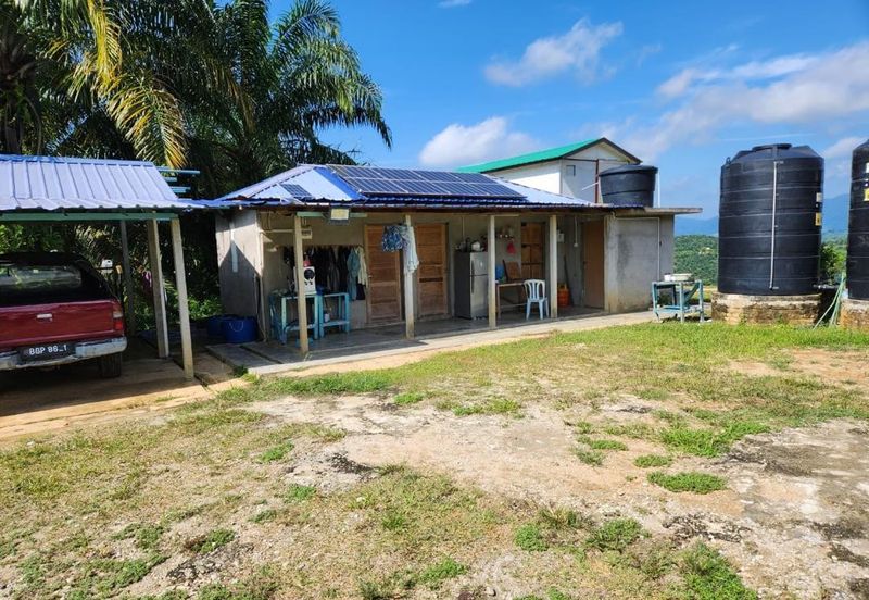 Kebun Musang King 16 ekar di N.9 untuk Dijual