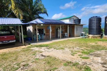 Kebun Musang King 16 ekar di N.9 untuk Dijual