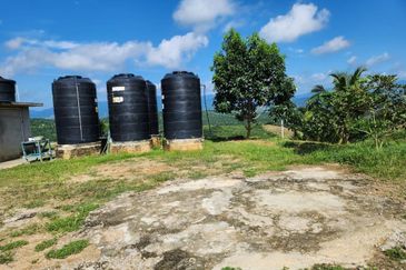 Kebun Musang King 16 ekar di N.9 untuk Dijual