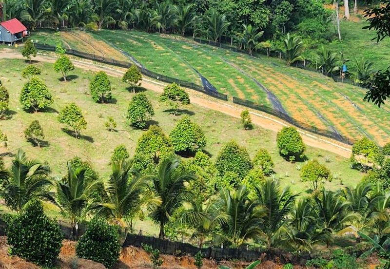 Kebun Musang King 16 ekar di N.9 untuk Dijual
