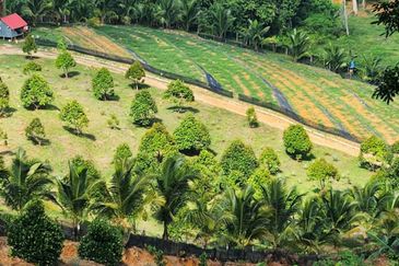 Kebun Musang King 16 ekar di N.9 untuk Dijual