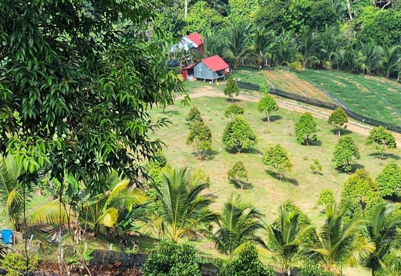 Kebun Musang King 16 ekar di N.9 untuk Dijual