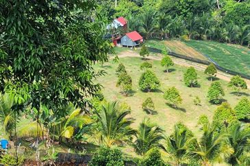 Kebun Musang King 16 ekar di N.9 untuk Dijual