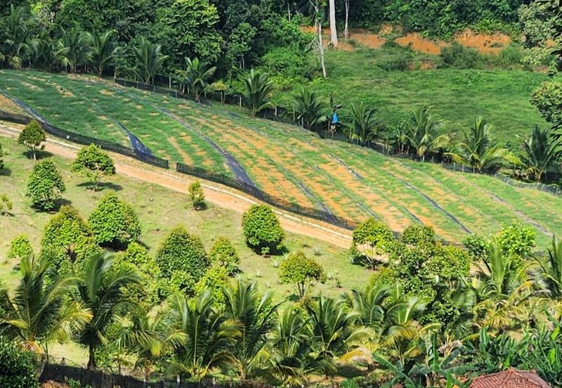 Kebun Musang King 16 ekar di N.9 untuk Dijual