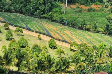 Kebun Musang King 16 ekar di N.9 untuk Dijual