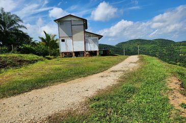 Kebun Musang King 16 ekar di N.9 untuk Dijual