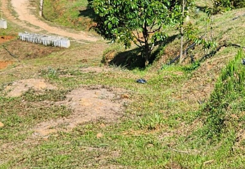 Kebun Musang King 16 ekar di N.9 untuk Dijual