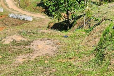 Kebun Musang King 16 ekar di N.9 untuk Dijual