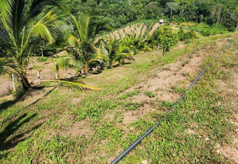 Kebun Musang King 16 ekar di N.9 untuk Dijual