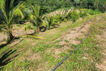 Kebun Musang King 16 ekar di N.9 untuk Dijual