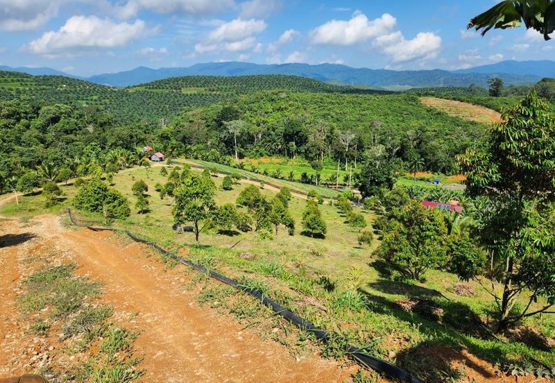 Kebun Musang King 16 ekar di N.9 untuk Dijual