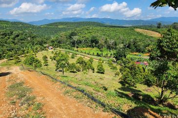 Kebun Musang King 16 ekar di N.9 untuk Dijual
