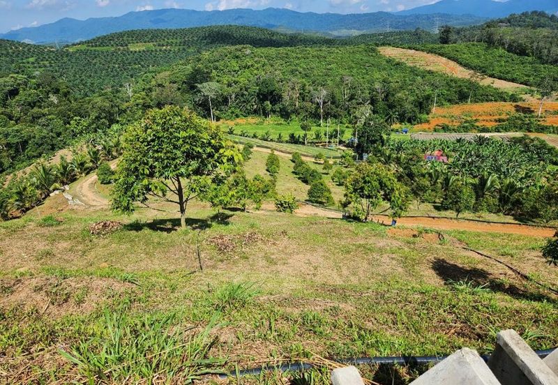 Kebun Musang King 16 ekar di N.9 untuk Dijual