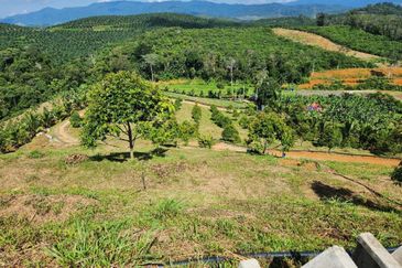Kebun Musang King 16 ekar di N.9 untuk Dijual